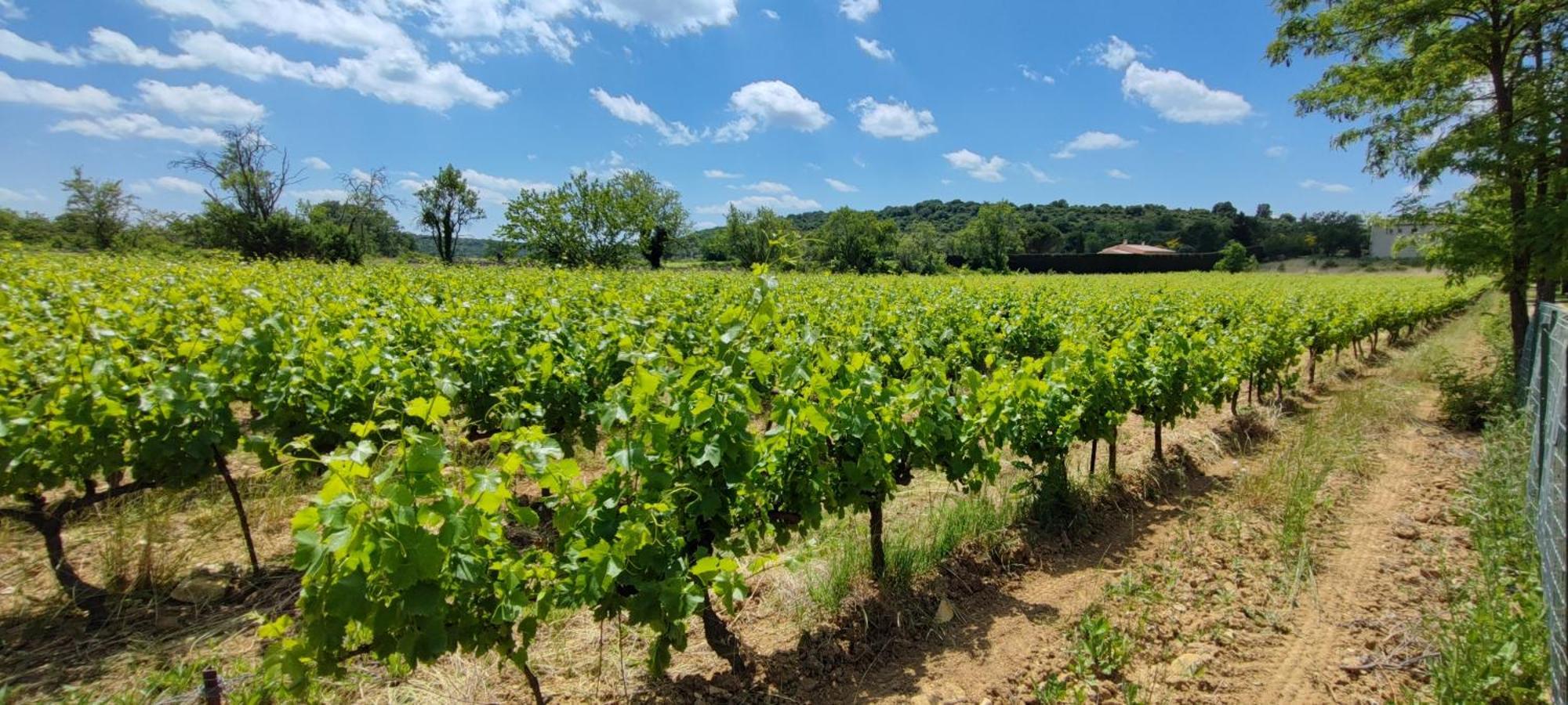 Camping Carrefour De L'Ardeche Saint-Remeze Luaran gambar